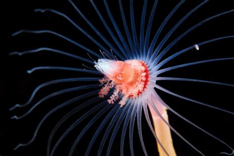  Tubularia!  A Miniature Marvel That Thrives Underwater: Discovering the Tiny Wonders of Tubularia