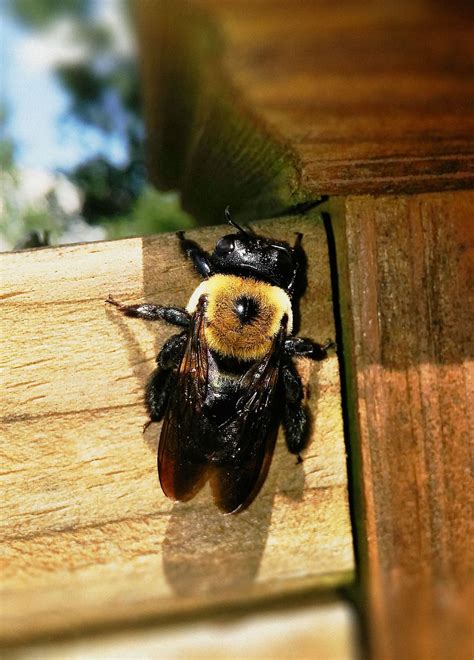  Xylocopa!  그 놀라운 나무 벌의 삶을 들여다보자: 과연 그들은 정말 집을 만들어 사는 것일까?