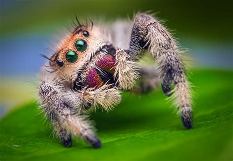   Jumping Spider의 아름다움을 감상하자: 털이 많은 다리와 반짝이는 눈으로 세계를 바라보는 작은 사냥꾼!