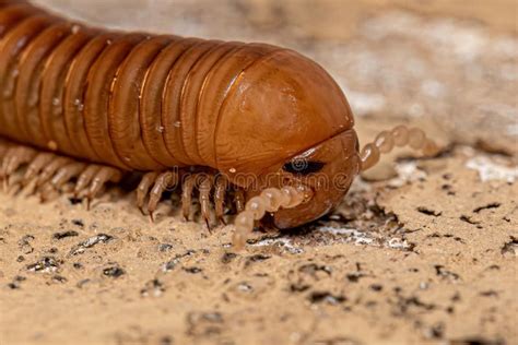   Californian Millipede:  A Delightfully Plump Arthropod That Crawls With Unhurried Elegance and Possesses an Amazing Talent for Self-Defense!