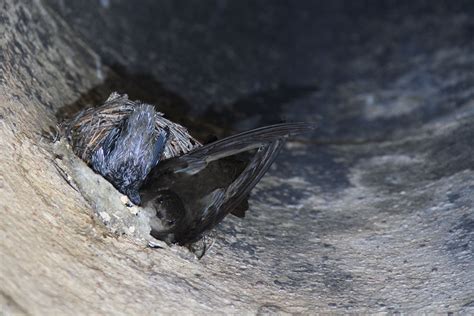   Chimney Swift! A Bird That Mysteriously Lives Inside Chimneys