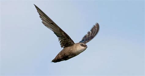   Chimney Swift! A Bird That Spends Its Life Soaring Through the Air Like a Miniature Tornado