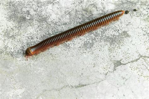  Eurymerodes!  Discover the Secrets of This Fast-Moving Millipede With an Unexpectedly Powerful Bite