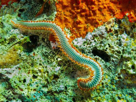  Fireworm! This Flame-Colored Marine Wonder Lives Among Seagrass and Thrives on Decaying Matter