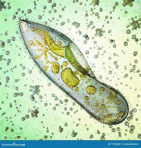  Paramecium, 이 작은 섬세한 생물체는 어떻게 수영하고 먹을까요?