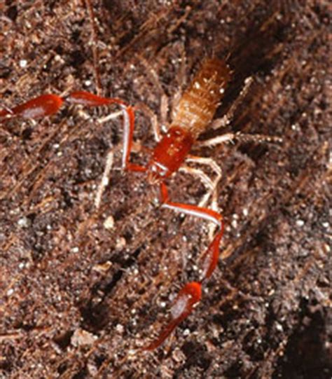   pseudoscorpion!  이 작은 척추동물이 사냥을 위한 독특한 전략을 가지고 있습니까?