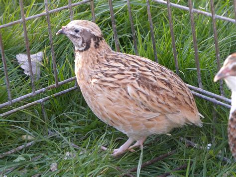  Quail: 숲 속의 작은 보석! 빠르게 날아다니며 땅 위에서 먹이를 찾는 신비로운 조류!