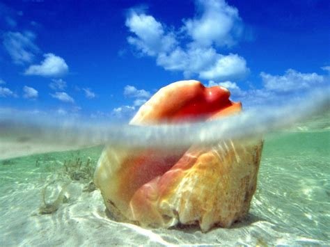  Queen Conch!  A Delectable Underwater Treasure Hidden Beneath the Tropical Waves