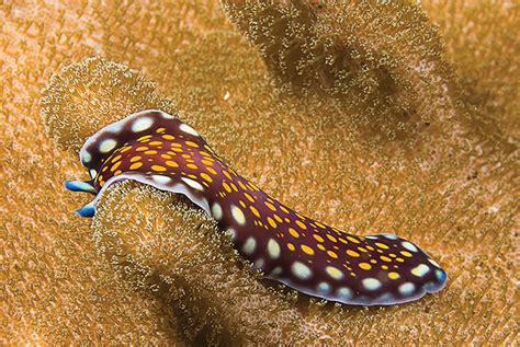  Quelea! The Tiny Flatworm that Lives a Life of Exquisite Simplicity