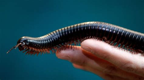  Quiver-Inducing Millipede: Discover This Many-Legged Marvel That Wiggles Through Forests and Fields!