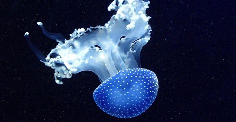  Relic Jellyfish - A Striking Example of Bioluminescence and Colonial Organization!