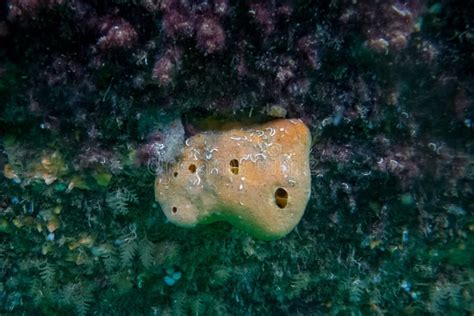  Suberites!  A Remarkable Sponge With Vibrant Colors That Thrives in Deep-Sea Environments