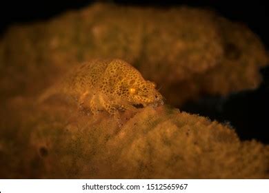  Trumpet Sponge: A Master of Camouflage and Underwater Architecture!