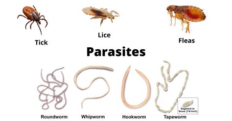  _Wiedemannia_ -  A Tiny Parasite That Lives Out Its Entire Existence Inside the Body of a Mosquito!