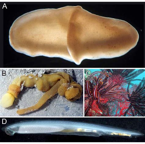  Xenoturbella Boonii: A Master of Simplicity! Exploring the Remarkable Lifestyle of This Deep-Sea Enigma