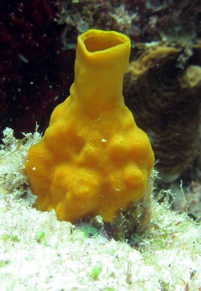  Yellow Boring Sponge: A Colorful Creature With Surprisingly Complex Social Interactions!