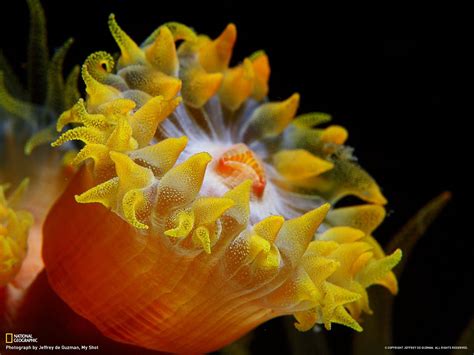  Yellow Sea Anemone: Exploring a Polyp Powerhouse That Dances With the Tides!