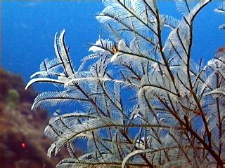  Yellow-Stinging Hydroids! Dive into the Intricate World of These Tiny, Venomous Mariners