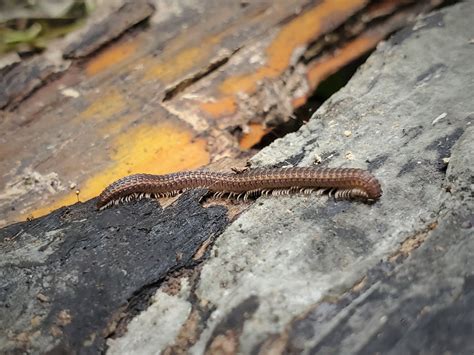   Zombie Millipede! It Roams Under Decaying Logs With Its Endless Legs