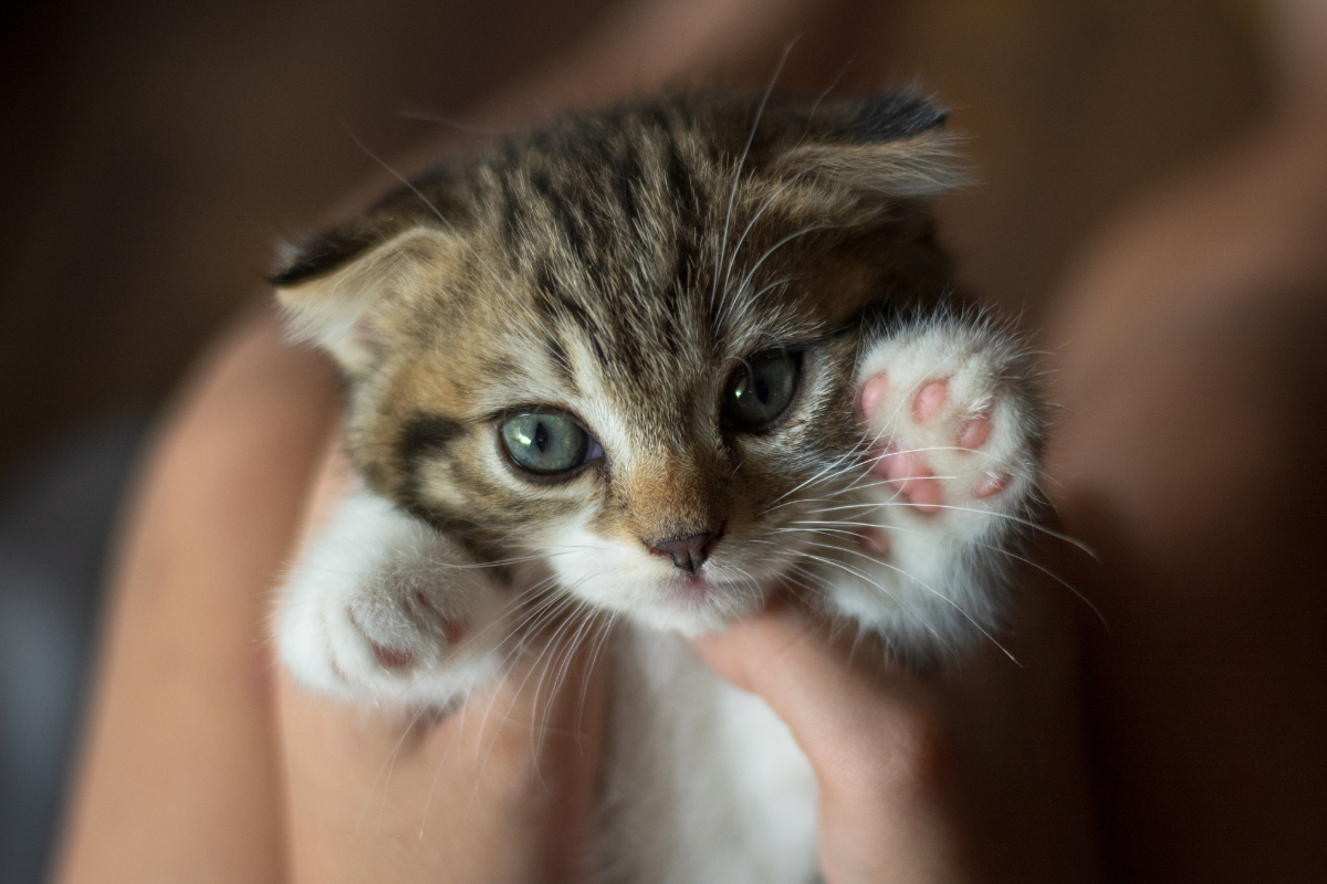mały kotek w rękach