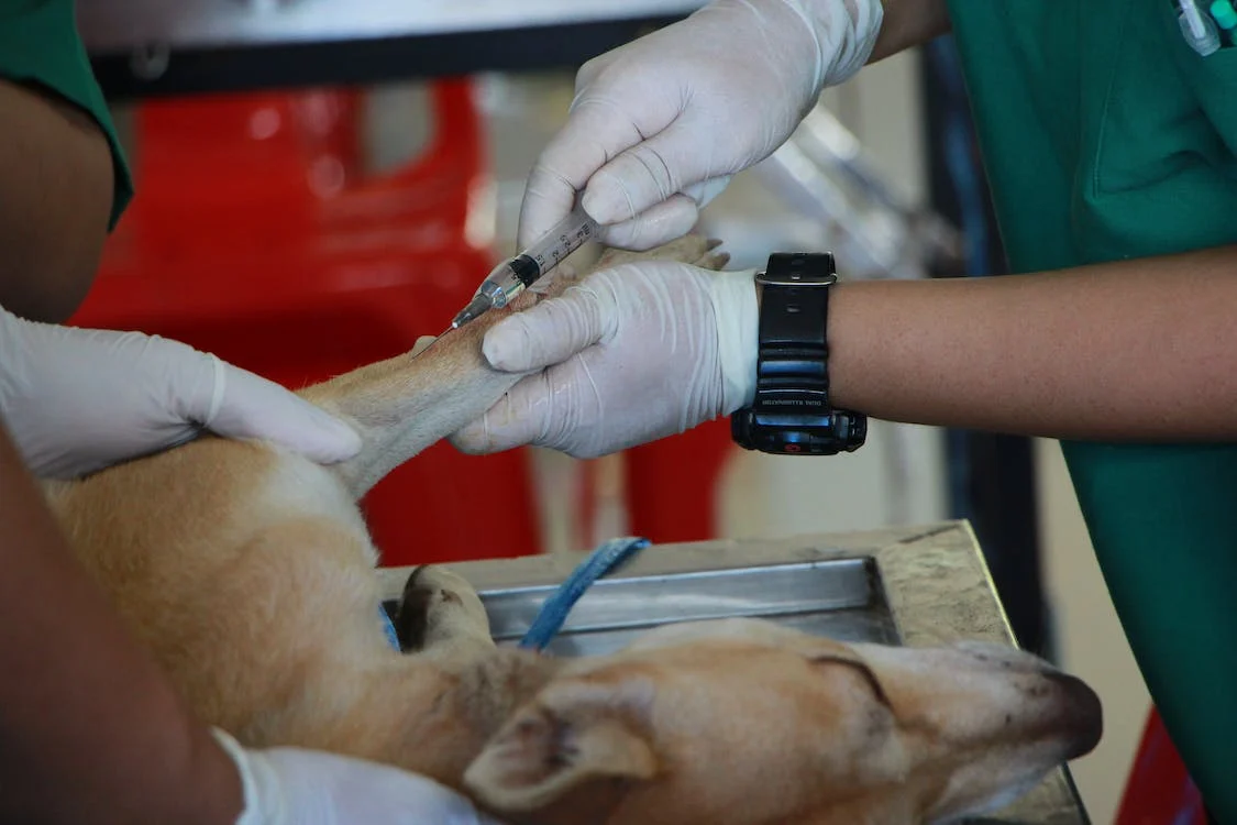 szczepienie psa u weterynarza