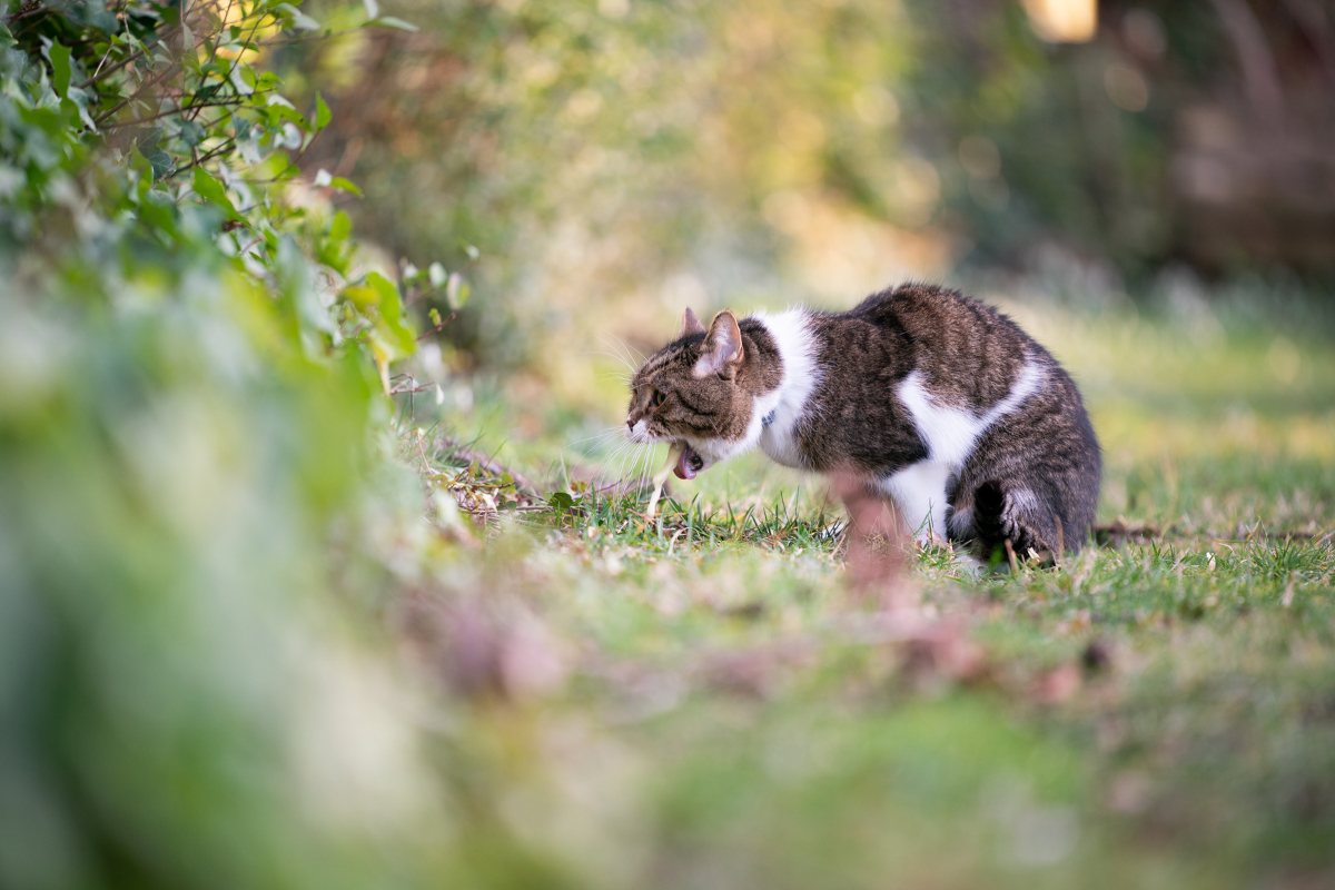 kot wymiotujący na trawie